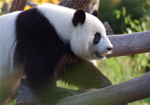 时隔二十年，旅美的大熊猫将回到祖国的怀抱